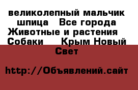 великолепный мальчик шпица - Все города Животные и растения » Собаки   . Крым,Новый Свет